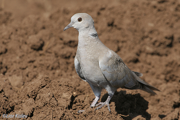 תור צוארון Eurasian Collared Dove Streptopelia decaocto                       גניגר ,ספטמבר 2006